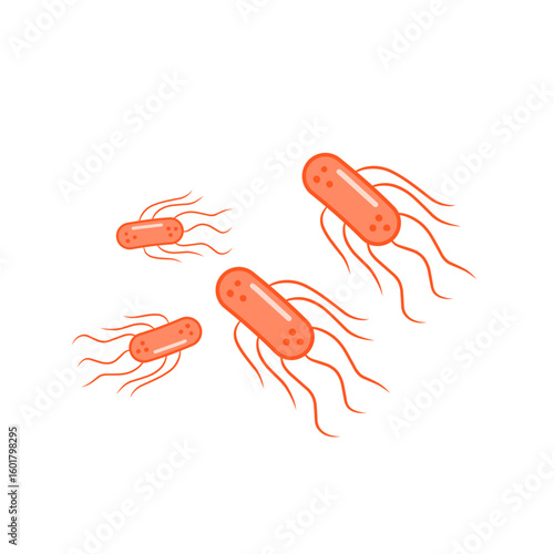 salmonella bacteria