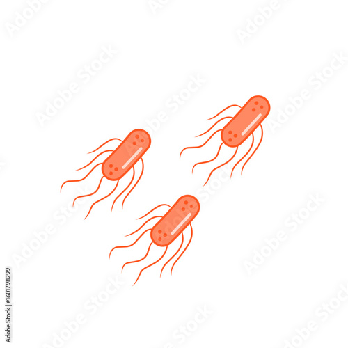 salmonella bacteria