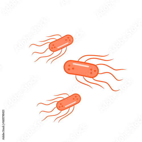 salmonella bacteria