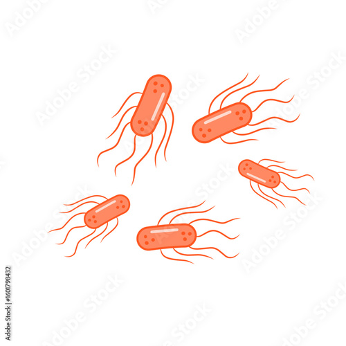 salmonella bacteria