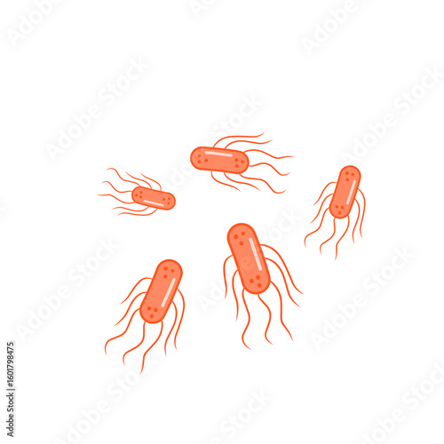 salmonella bacteria