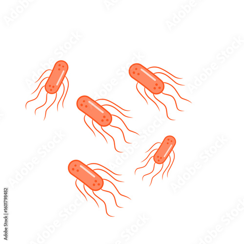salmonella bacteria