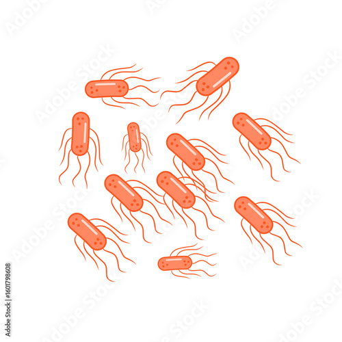 salmonella bacteria
