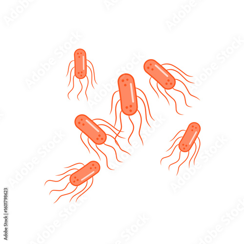 salmonella bacteria