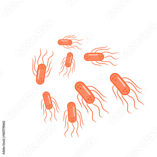 salmonella bacteria