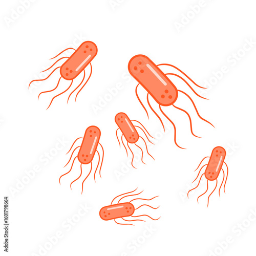 salmonella bacteria