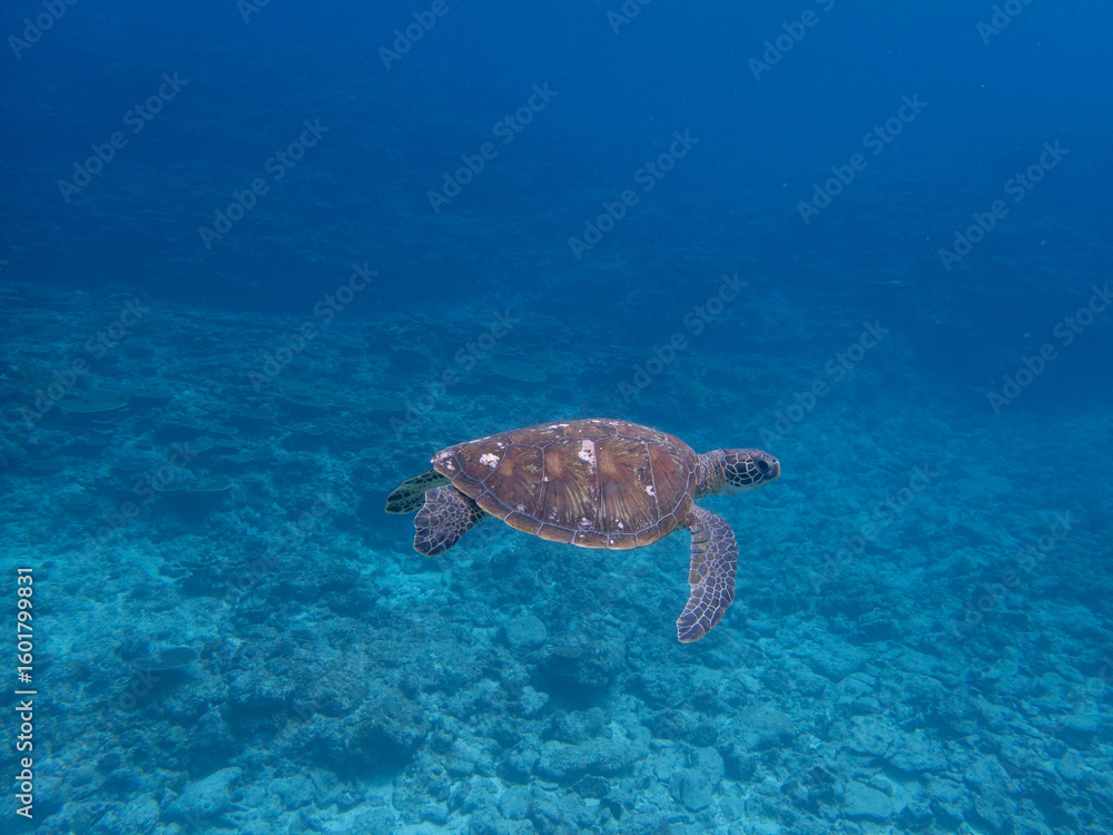 Obraz premium turtle