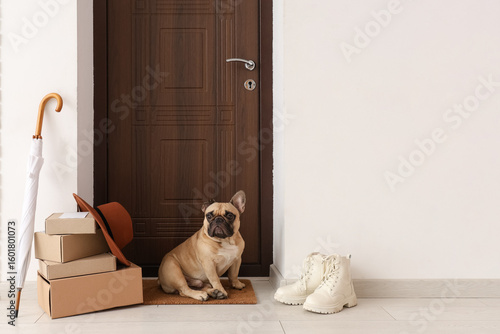 Cute French bulldog with pa...