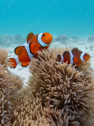 Obraz na płótnie nemo