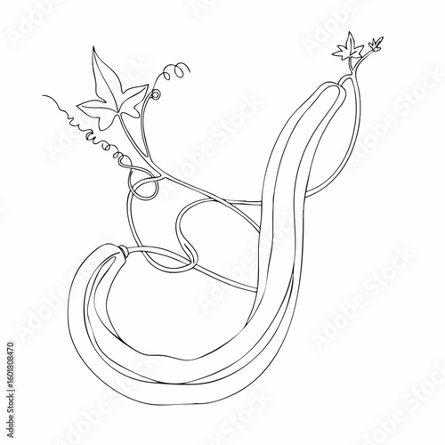 Elegant Line Art Drawing of a Calabash Gourd Vine with Leaves