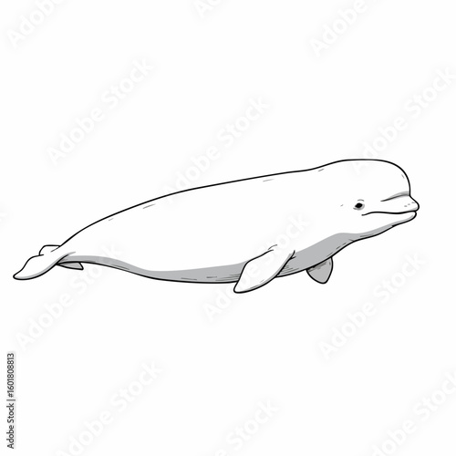 Simple Line Drawing of a Beluga Whale