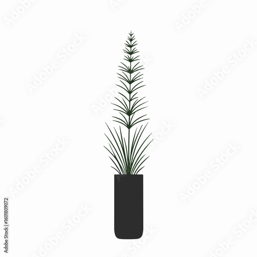 Elegant Foxtail Fern in a Dark Rectangular Pot, Minimalist Indoor Plant