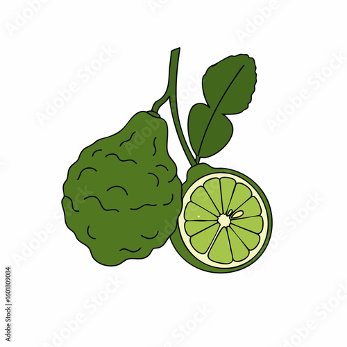 Stylized Bergamot Citrus Fruit with Leaf and Cross-Section Illustration