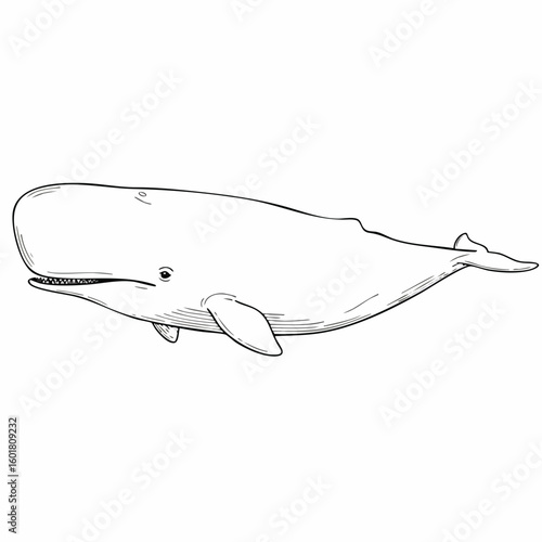 Detailed Black and White Illustration of a Sperm Whale in Profile.