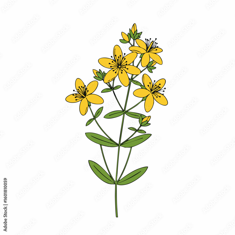 Fototapeta premium Vibrant St Johns Wort Botanical Illustration