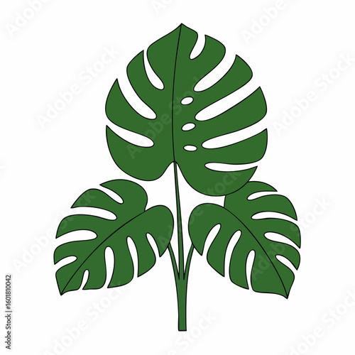Stylized Monstera Plant with Three Leaves and Distinct Fenestrations