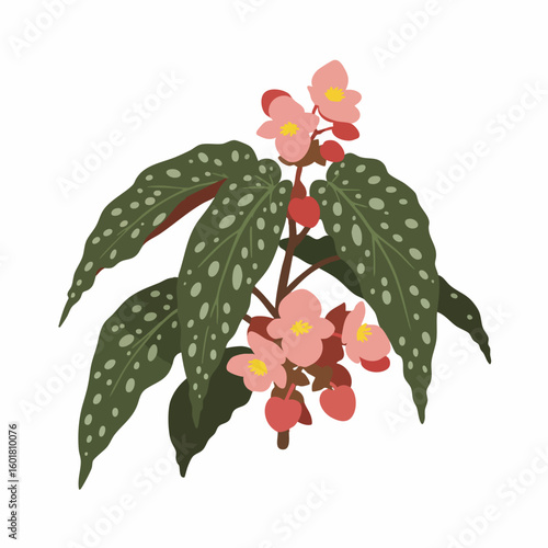 Detailed Illustration of a Polka Dot Begonia Plant with Pink Flowers