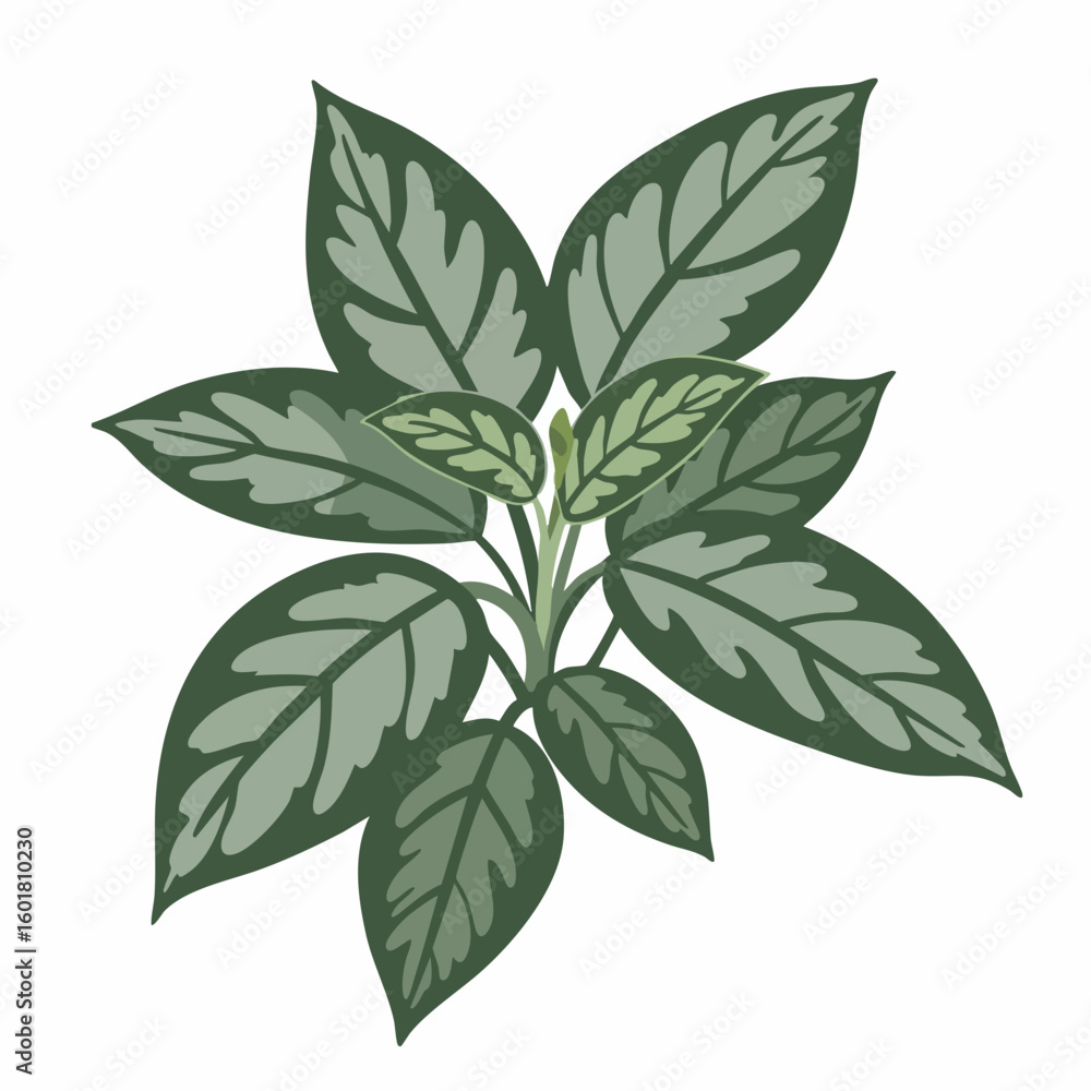 Naklejka premium Lush Green Peperomia Plant with Striking Veined Leaves