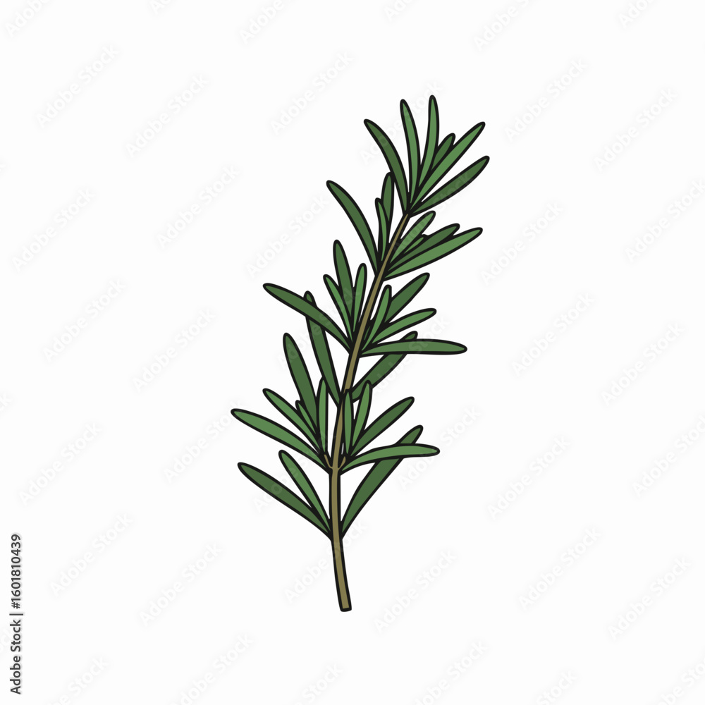 Fototapeta premium Detailed Illustration of a Fresh Rosemary Sprig with Green Leaves