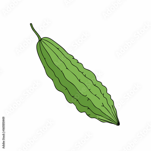 Hand Drawn Illustration of a Single Green Bitter Melon