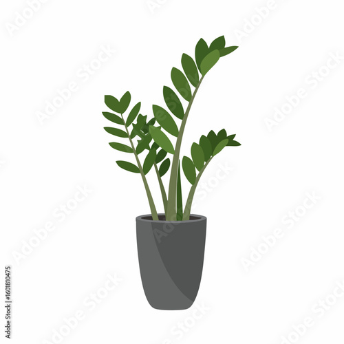 Stylized Zamioculcas Zamiifolia Plant in a Dark Gray Pot