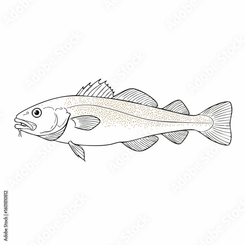 Detailed Line Drawing of a Spotted Cod Fish