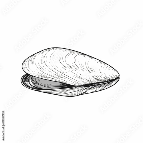 Detailed monochrome sketch of an open mussel shell with visible interior