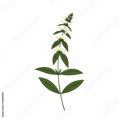 Delicate Illustration of a Sprig of Aromatic Herb with Clusters of Small White Flowers