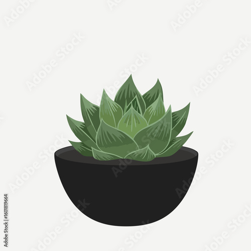 Stylized Haworthia Plant in a Black Pot with Leaf Vein Details