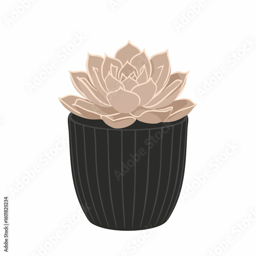 Pale Pink Echeveria Succulent in a Dark Striped Pot