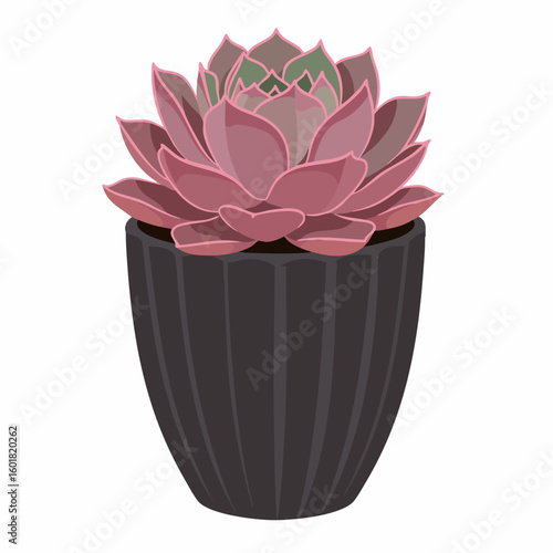 Stylized Echeveria Succulent with Pink and Green Leaves in a Dark Gray Pot