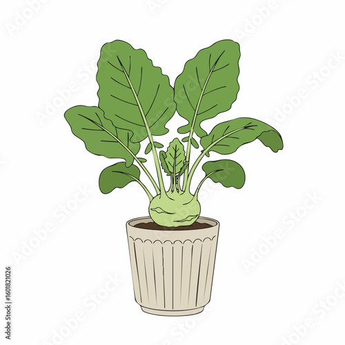 Vibrant Kohlrabi Plant in a Decorative Pot