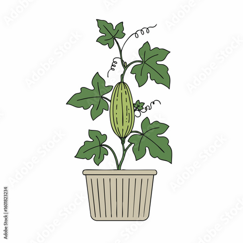 Potted melon plant with tendrils and lobed leaves, hand-drawn style