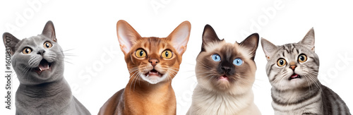 Collection of different cat breeds with surprised expression isolated on transparent  background.