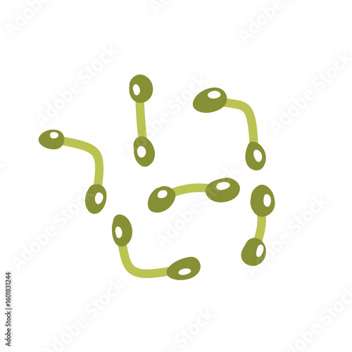 Corynebacterium diphtheriae bacteria