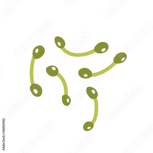 Corynebacterium diphtheriae bacteria