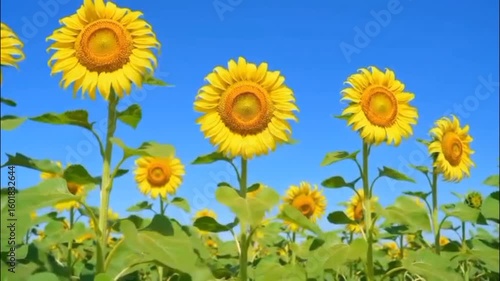 sunflowers in the field