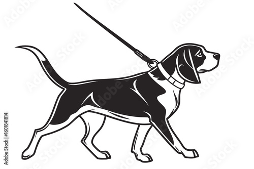 beagle dog isolated on white background