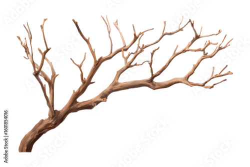 Brown dry tree branch with multiple limbs against a white background bare branch dead tree