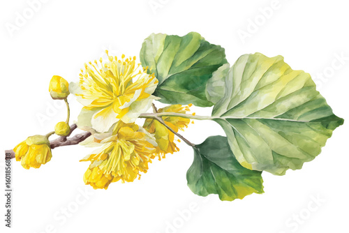 Hand drawn watercolor linden blossom branch with yellow flowers and green leaves linden tree