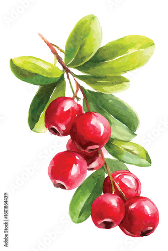 Watercolor cranberry branch with vibrant red berries and green leaves lingonberry