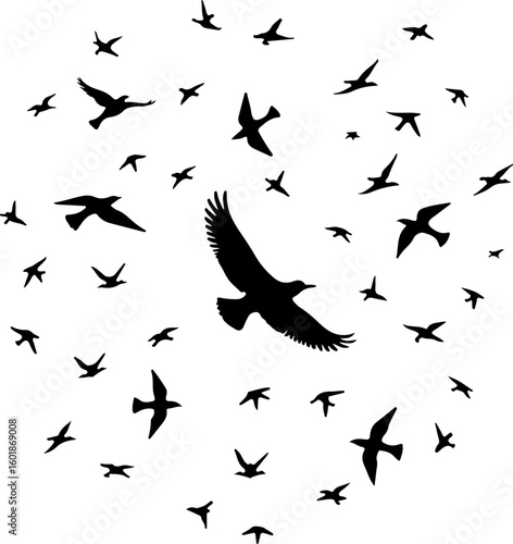 silhouettes of birds, bird, silhouette, vector, animal, flying, illustration, nature, birds, black, fly, wing, sea, icon, wings, fish, dove, wild, wildlife, pigeon, drawing, seagull, sky, animals, fre