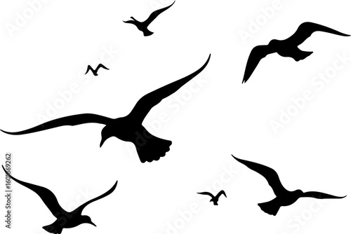 silhouettes of birds, bird, silhouette, vector, animal, flying, illustration, nature, birds, black, fly, wing, sea, icon, wings, fish, dove, wild, wildlife, pigeon, drawing, seagull, sky, animals, fre
