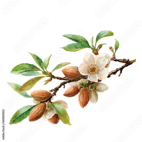 Branch of almond with nuts and flowers, isolated watercolor illustration