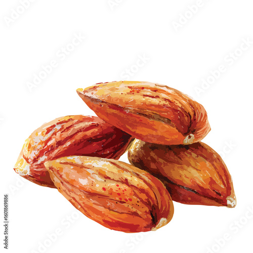 Almonds, isolated watercolor illustration