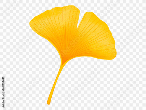 Yellow ginkgo leaf watercolor clipart for seasonal design vector.