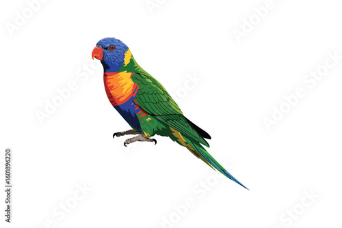 Rainbow Lorikeet Vector Illustration Colorful Parrot Bird on White Background