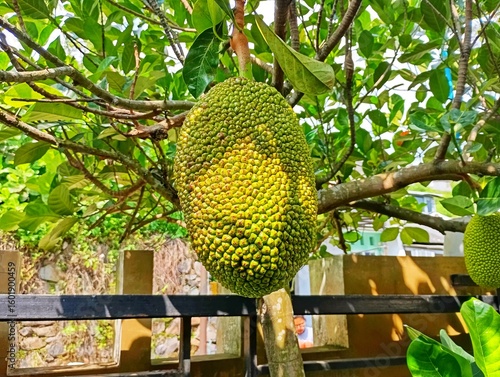Jackfruit Growing on a Tree. Fresh Tropical Jackfruit in a Garden. Organic Jackfruit Hanging from a Branch. Sunlit Green Jackfruit on the Tree. Close-up of a Ripening Jackfruit