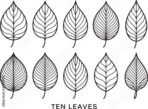 Simple leaf outlines in a clean vector style