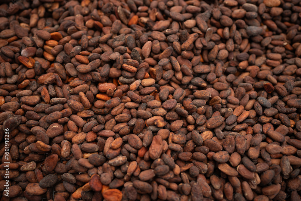 Fototapeta premium Raw cocoa beans from cacao fruit which are then turned into chocolate. Papua beans from Indonesia